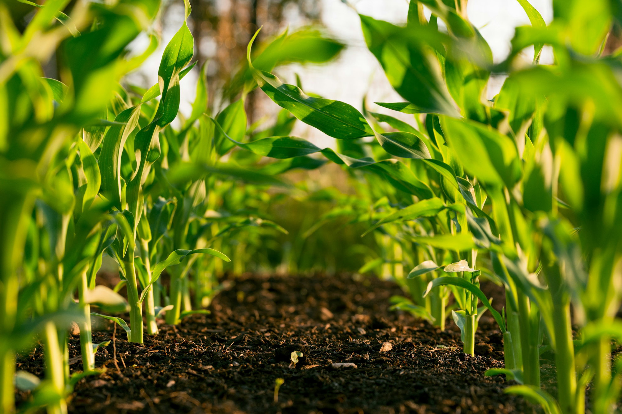 green-plant-on-brown-soil.jpg green plant on brown soil