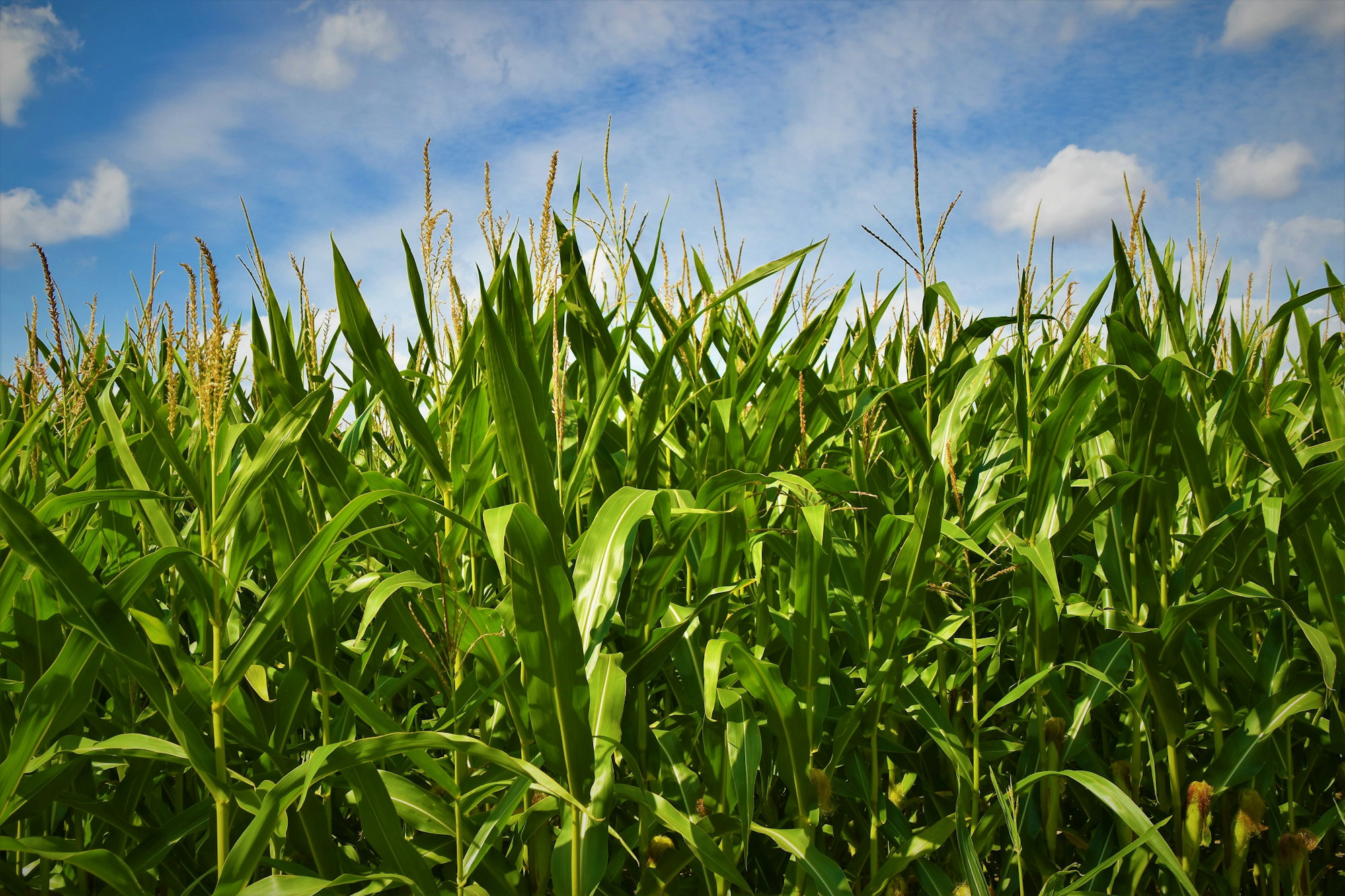 green-grass.jpg green grass